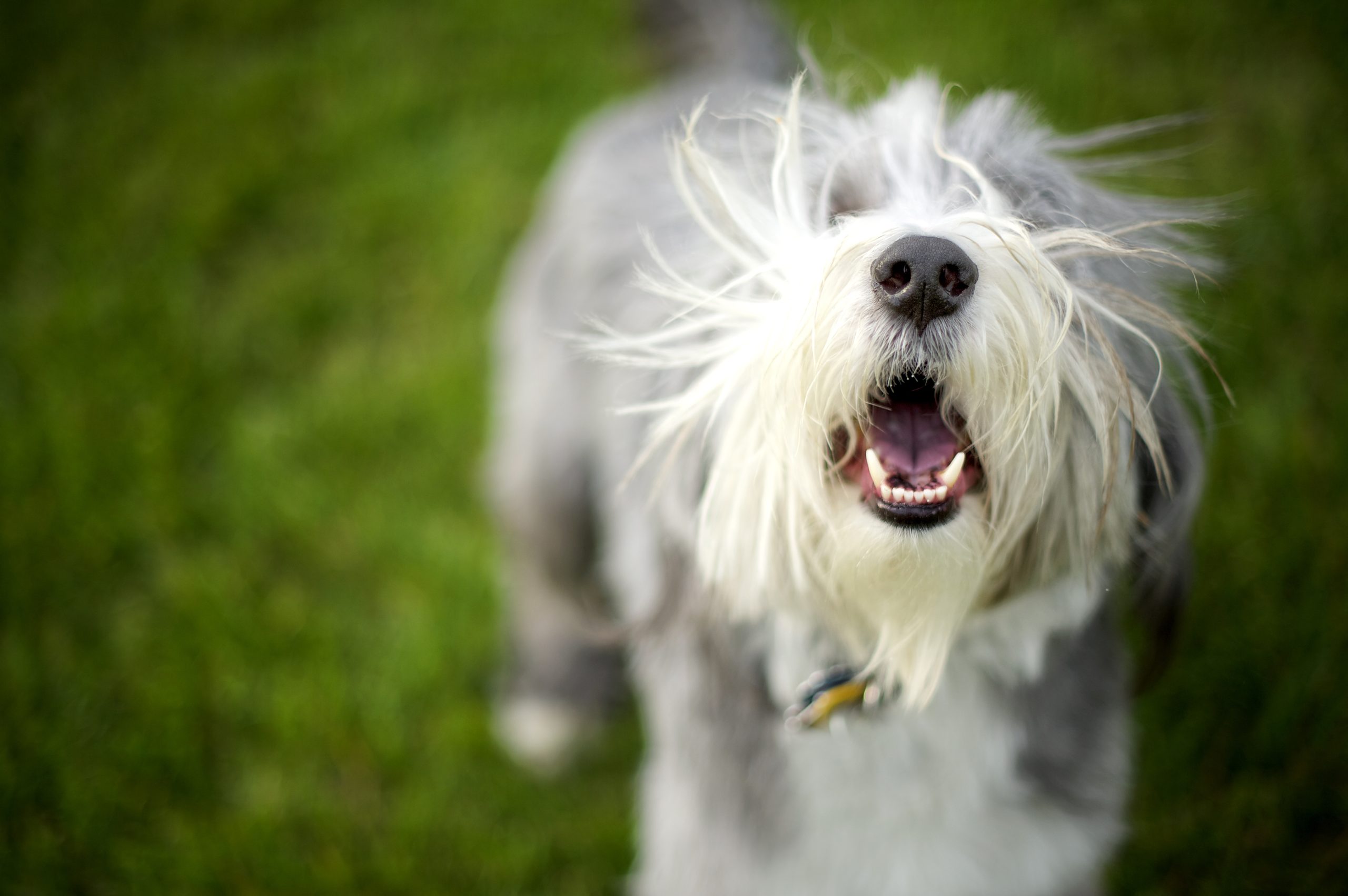 Use your voice, because dogs can’t speak!
