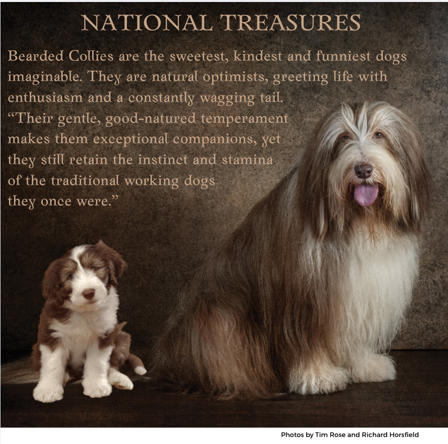 British Native Dog Breeds Move Closer to “National Treasure” Status