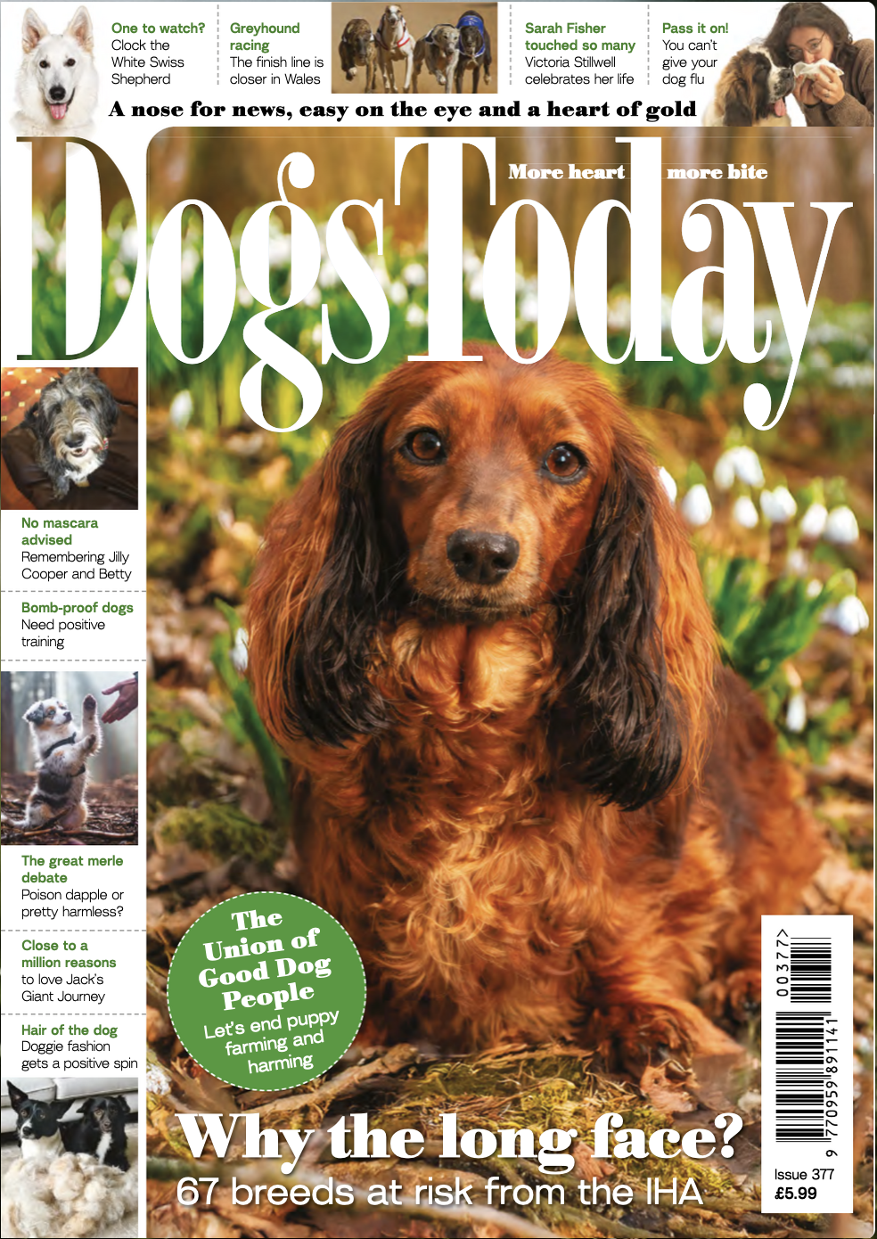 The Union of Good Dog People in Dogs Today – Out Now!