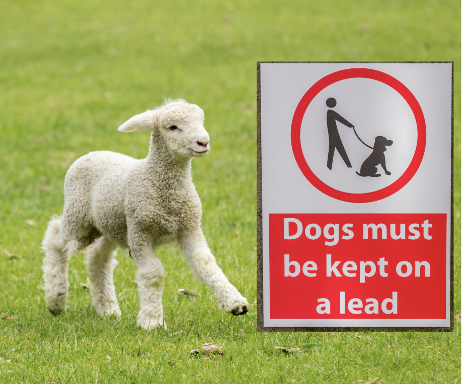 DogLost warns of spring danger